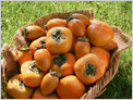 PERSIMMONS
